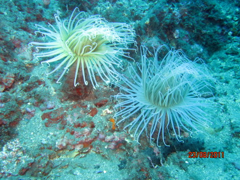 Cerianthus membranaceus